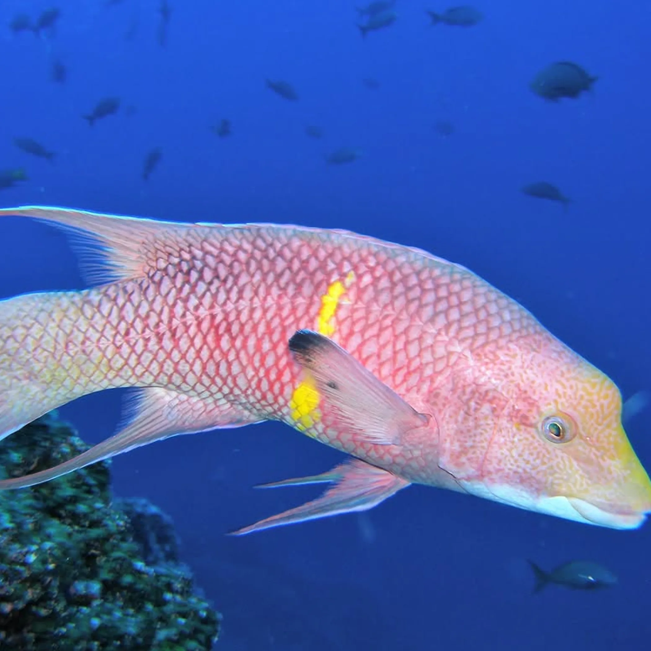 marine life over coral reef
