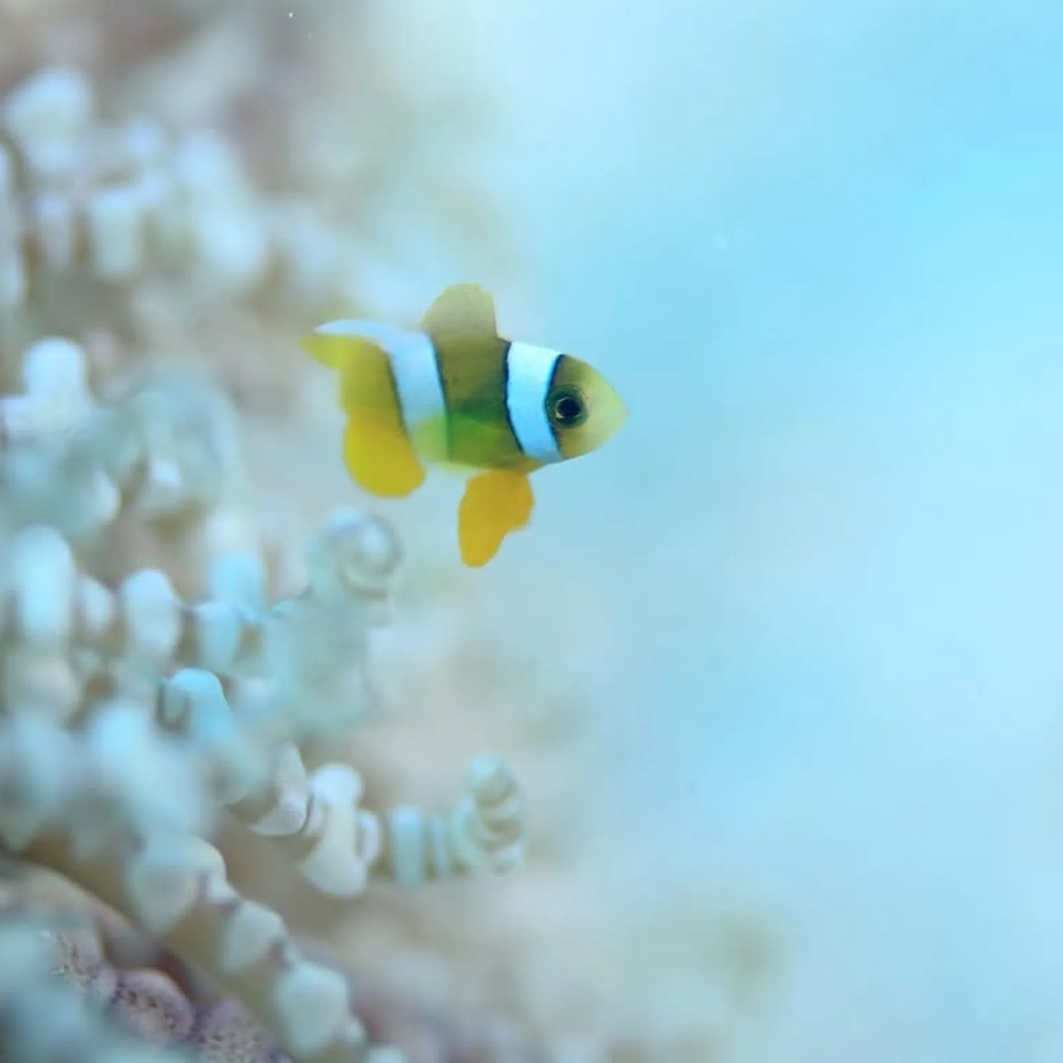 reef marine life underwater