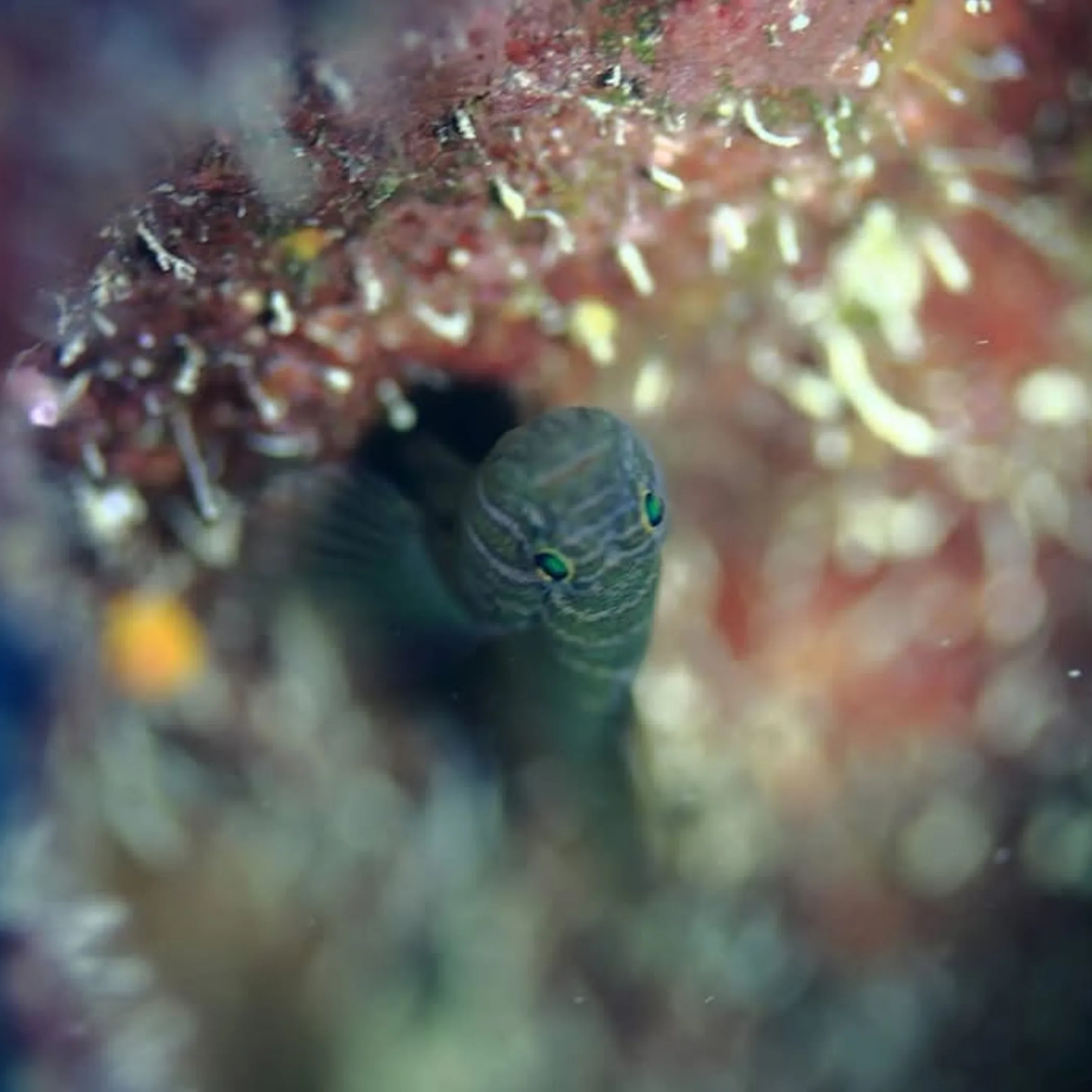 marine life in coral reef**