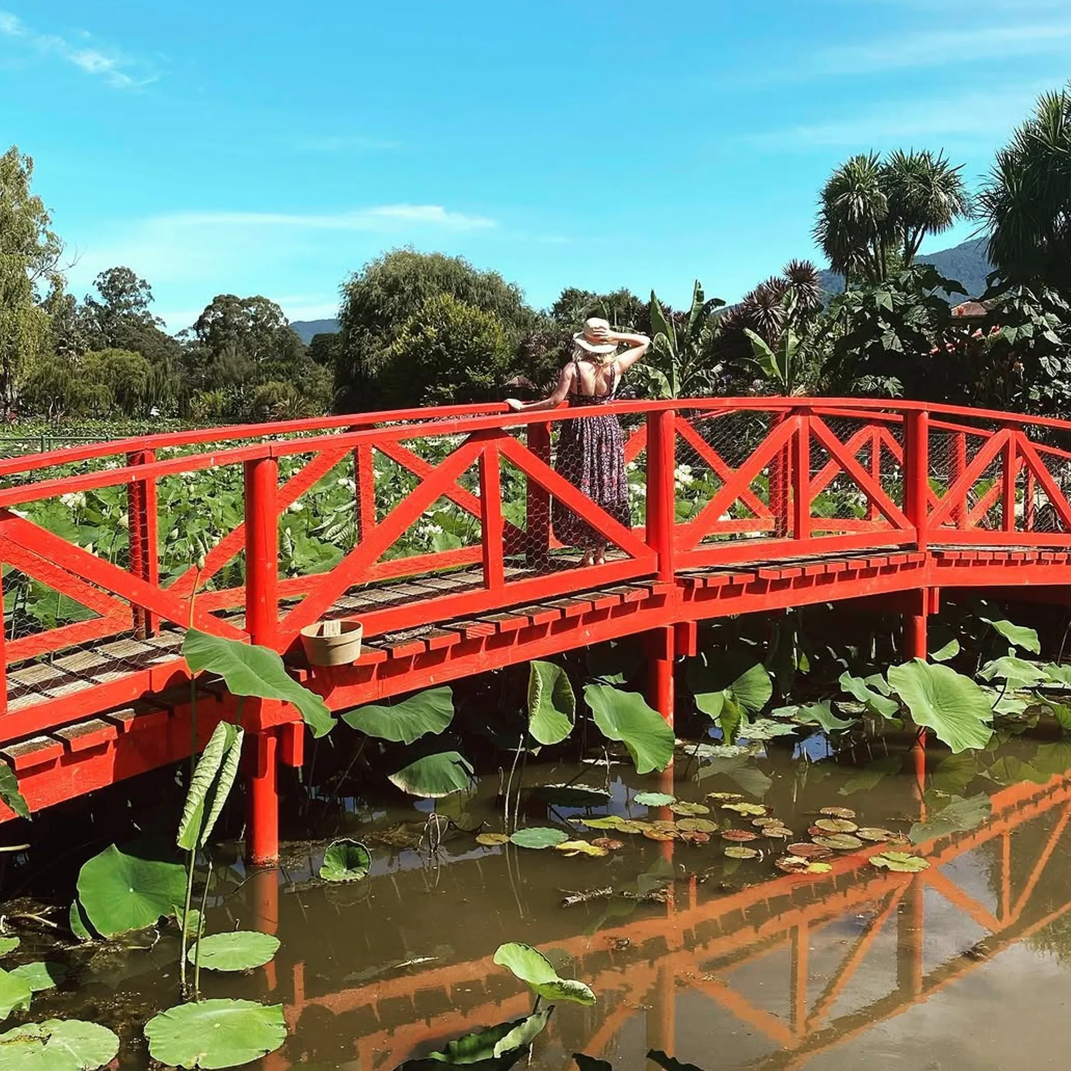 blue lotus water garden in yarra valley