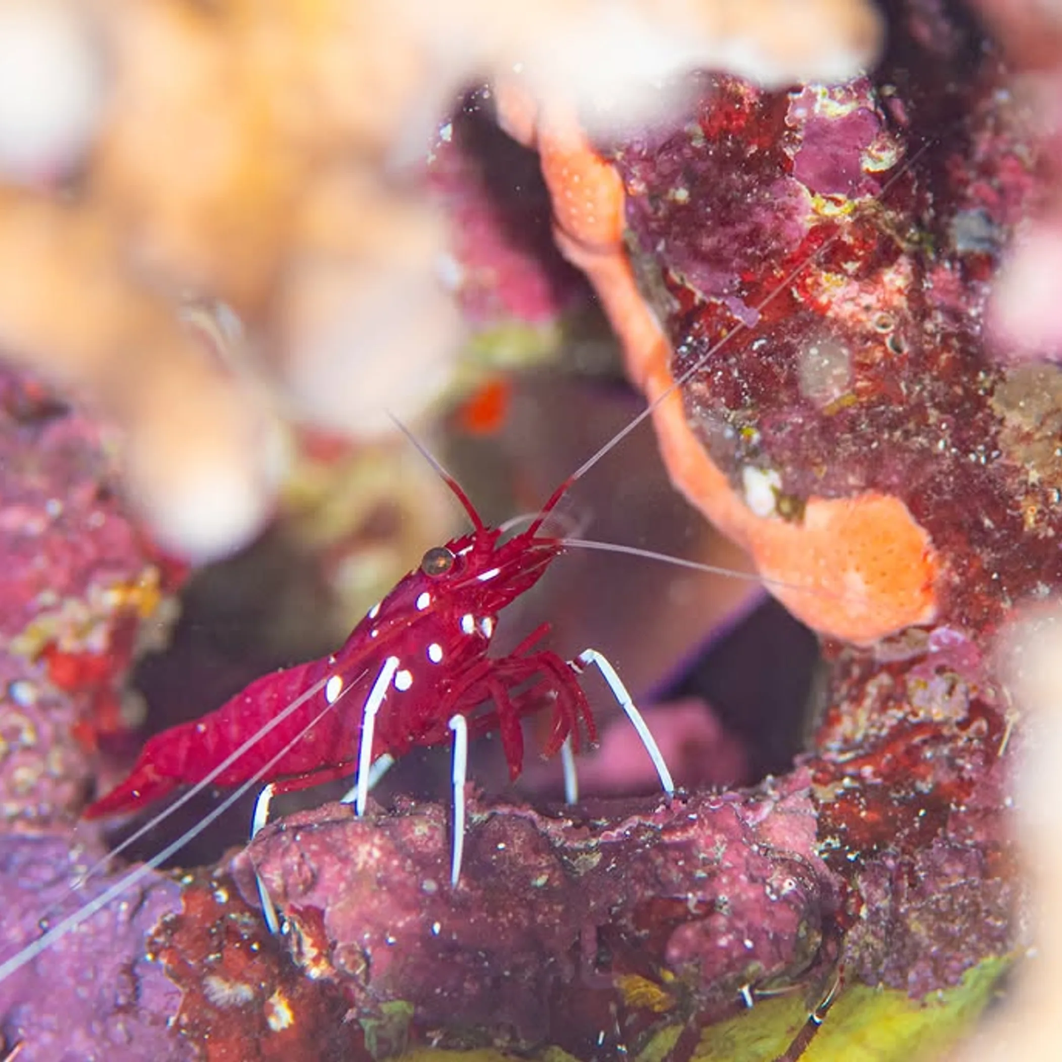 underwater reef with marine life